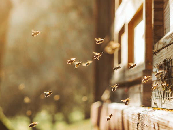 Nordic Honey
