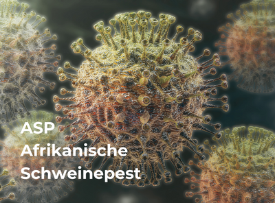 ASP - Die Afrikanische Schweinepest