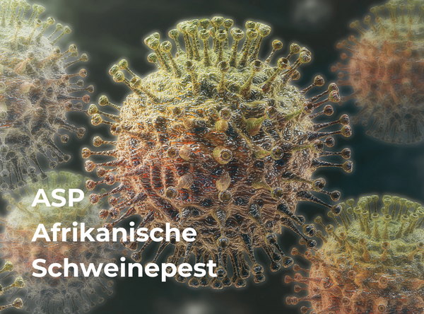 ASP - Die Afrikanische Schweinepest