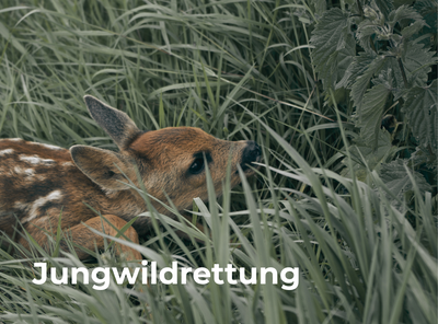 Jungwildrettung