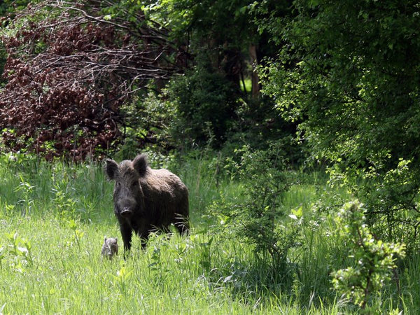 Die Bedeutung von regionalem Fleischkonsum für die Erhaltung der Natur